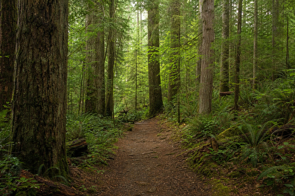 Sentier calme dans une forêt dense